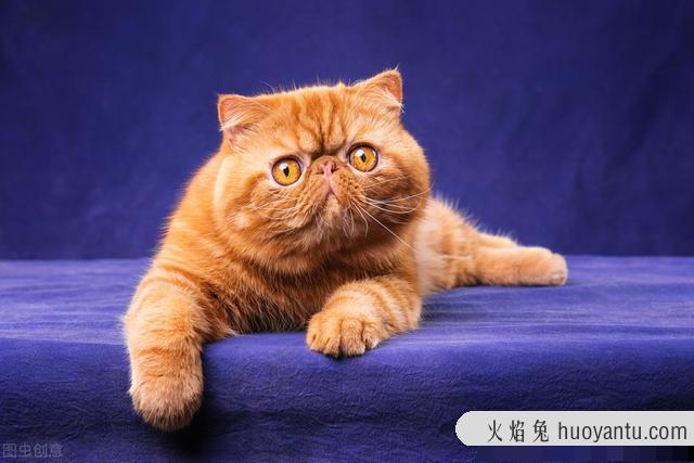 孟买黑猫和英短黑猫的区别(孟买猫与黑英短的区别)