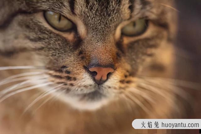 猫咪吐了没消化的猫粮(猫咪吐了没消化的猫粮是什么原因)