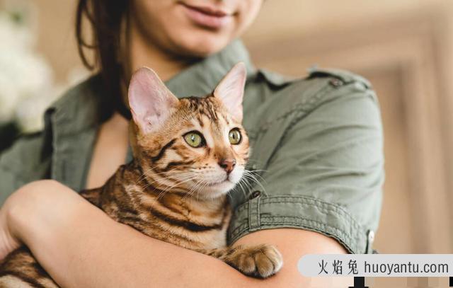 如何抱猫咪让它感觉安全(如何抱猫咪让它觉得舒服)