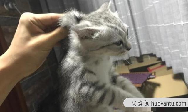 如何抱猫咪让它感觉安全(如何抱猫咪让它觉得舒服)