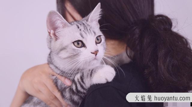 如何抱猫咪让它感觉安全(如何抱猫咪让它觉得舒服)