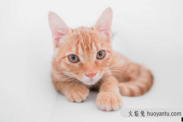 猫嘴臭吃什么维生素(猫口臭吃什么维生素)