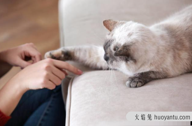 猫的爪子一张一缩在干嘛(猫咪爪子一张一缩的)