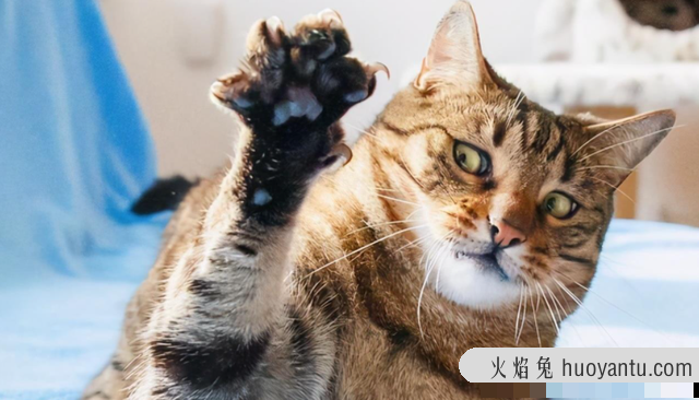 猫的爪子一张一缩在干嘛(猫咪爪子一张一缩的)