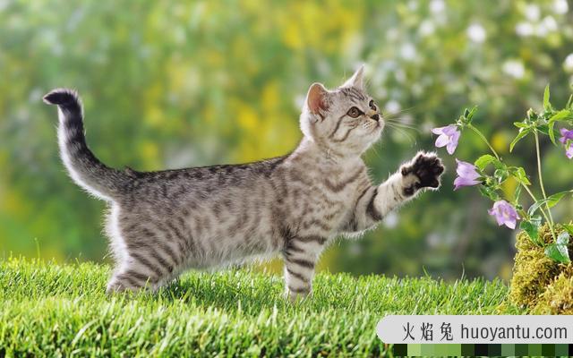 猫鼻子湿漉漉的有事吗(猫咪鼻子湿漉漉怎么回事)