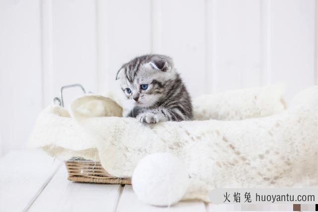 猫鼻子湿漉漉的有事吗(猫咪鼻子湿漉漉怎么回事)