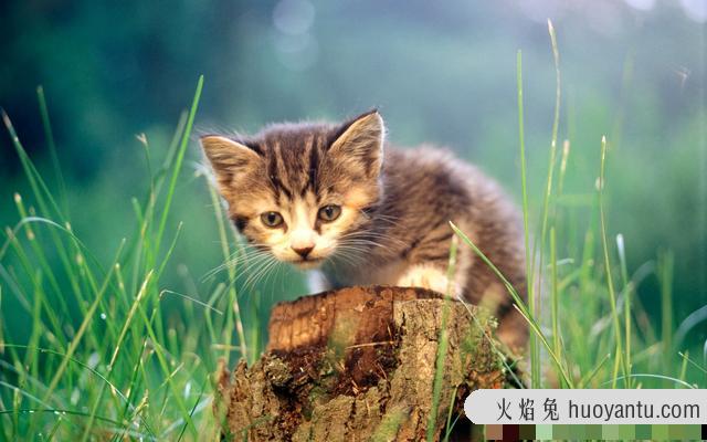 猫鼻子湿漉漉的有事吗(猫咪鼻子湿漉漉怎么回事)