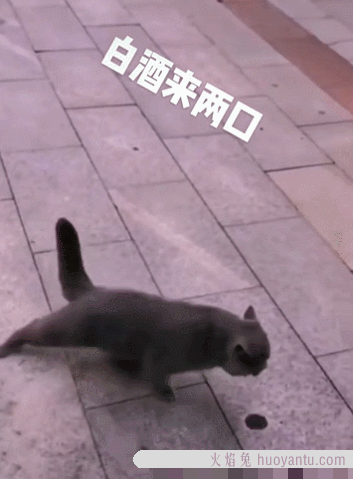 猫咪可以吃奶油吗(猫咪不能吃奶油吗)