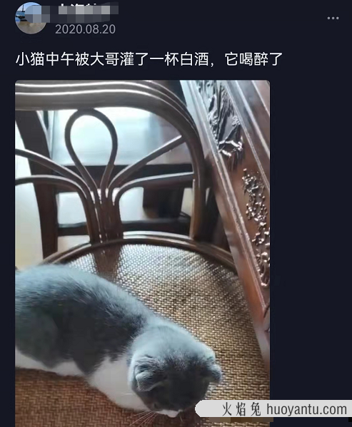 猫咪可以吃奶油吗(猫咪不能吃奶油吗)