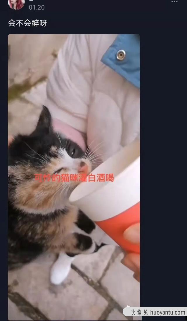 猫咪可以吃奶油吗(猫咪不能吃奶油吗)