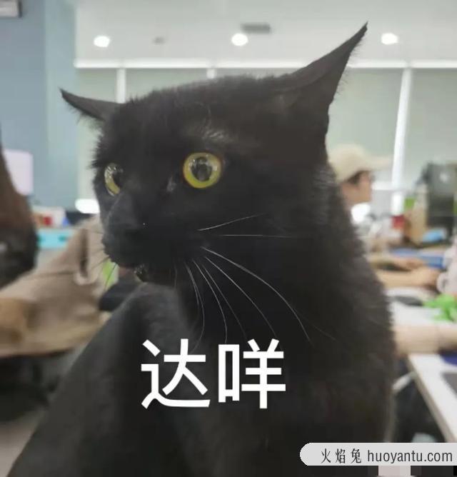 猫咪可以吃奶油吗(猫咪不能吃奶油吗)