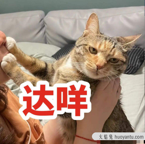 猫咪可以吃奶油吗(猫咪不能吃奶油吗)