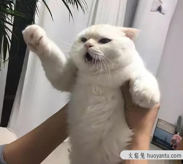 抱猫的正确姿势图解(抱猫的正确姿势图片)