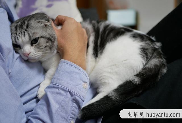 猫咪对主人有没有感情(猫咪对主人有感情吗)