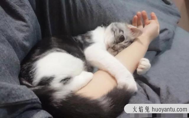 猫咪对主人有没有感情(猫咪对主人有感情吗)