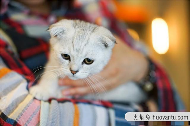 猫咪对主人有没有感情(猫咪对主人有感情吗)