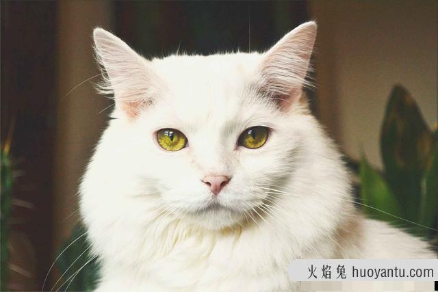 猫是色盲吗(猫是色盲动物吗)