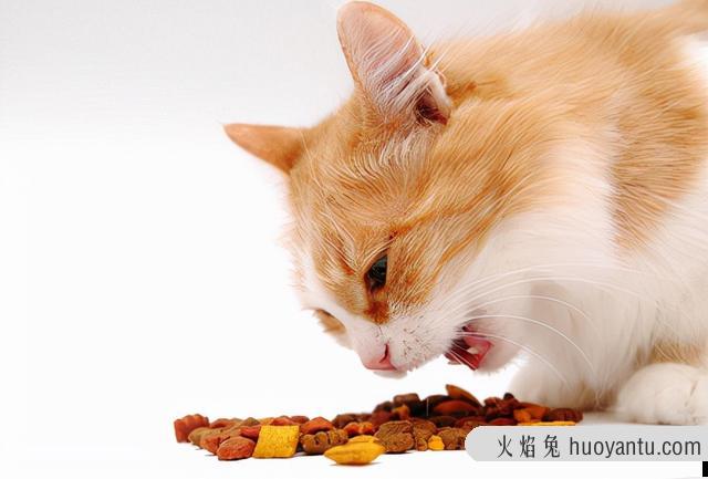 猫撅屁股是什么意思(猫咪对着主人撅屁股)