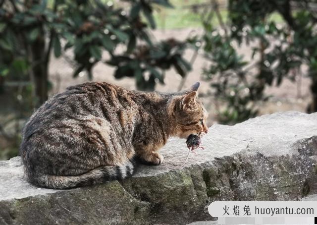 宠物猫会抓老鼠吗(家养的宠物猫会抓老鼠吗)