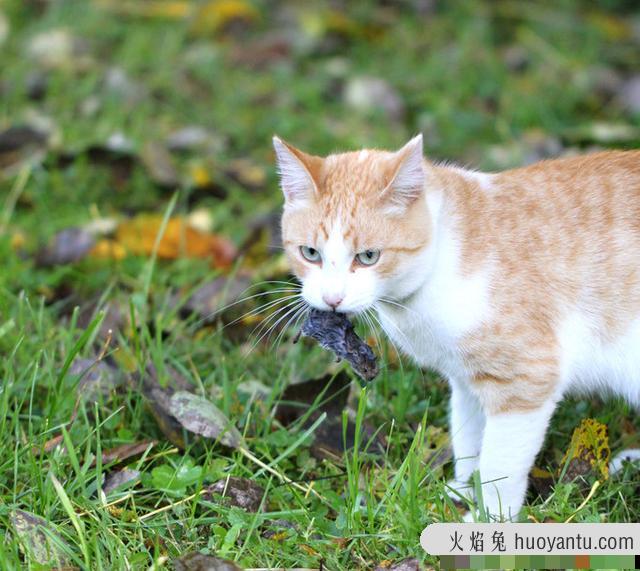 宠物猫会抓老鼠吗(家养的宠物猫会抓老鼠吗)