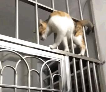 宠物猫会抓老鼠吗(家养的宠物猫会抓老鼠吗)