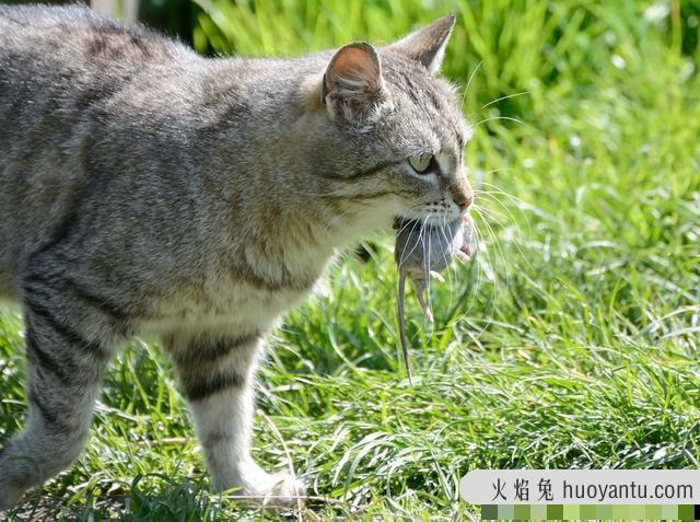 宠物猫会抓老鼠吗(家养的宠物猫会抓老鼠吗)