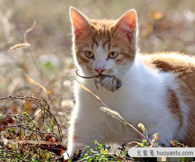 宠物猫会抓老鼠吗(家养的宠物猫会抓老鼠吗)