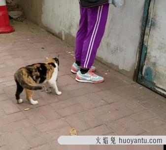 宠物猫会抓老鼠吗(家养的宠物猫会抓老鼠吗)