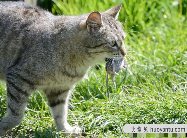 宠物猫会抓老鼠吗(家养的宠物猫会抓老鼠吗)