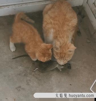 宠物猫会抓老鼠吗(家养的宠物猫会抓老鼠吗)