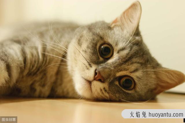 猫咪肉垫蜕皮正常吗(猫咪肉垫蜕皮咋回事)