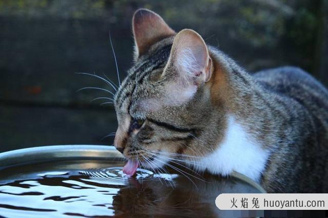 猫喝水很多正常吗(猫咪水喝的多正常吗)