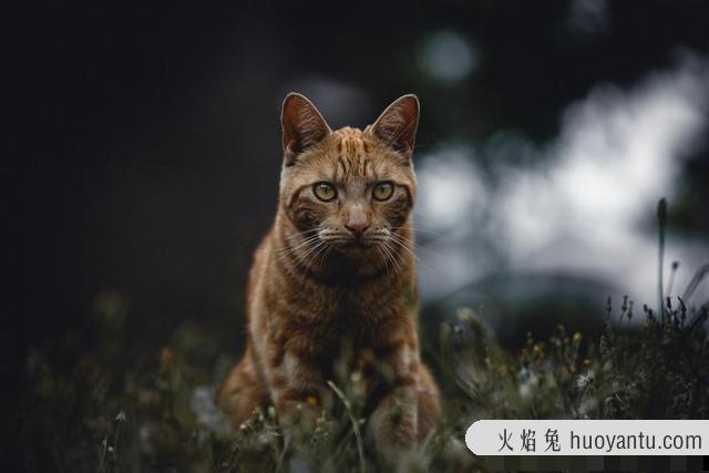 猫咪对主人有没有感情(猫咪对主人有感情吗)