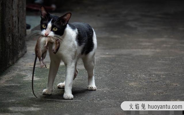 猫咪对主人有没有感情(猫咪对主人有感情吗)