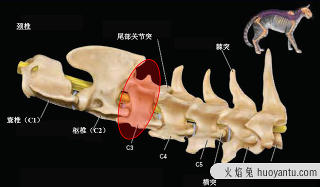 猫能吃鸡肝吗(猫可以常吃鸡肝吗)