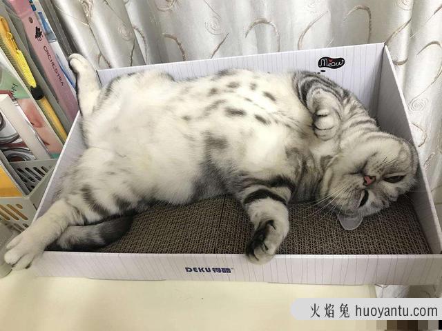 猫腹水怎么治疗(猫腹水治疗方法)