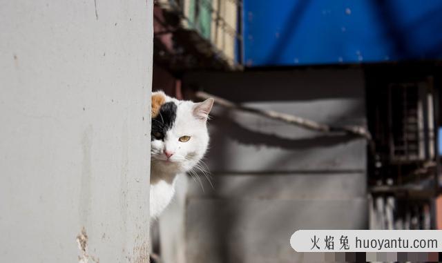 流浪猫吃火腿肠吗(可以喂流浪猫吃火腿肠吗)