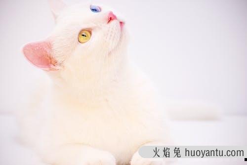 猫咖是什么意思(猫咖是干啥的)