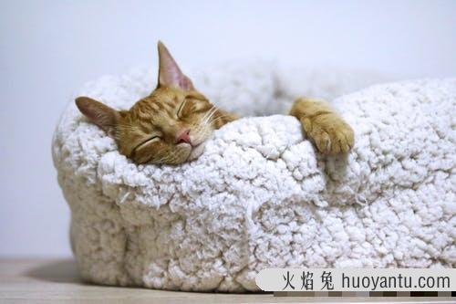 猫咖是什么意思(猫咖是干啥的)