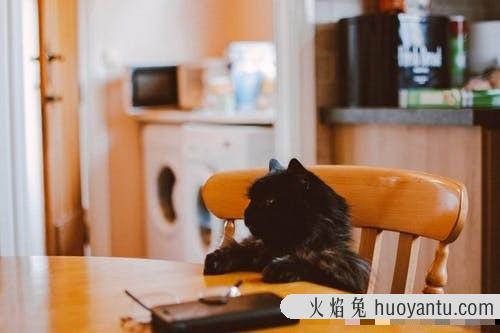 猫毛打结成块怎么处理(猫毛打结成块怎么回事)