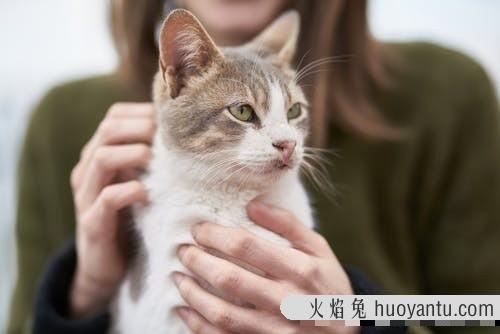 猫毛打结成块怎么处理(猫毛打结成块怎么回事)