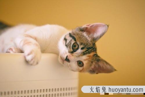 猫毛打结成块怎么处理(猫毛打结成块怎么回事)