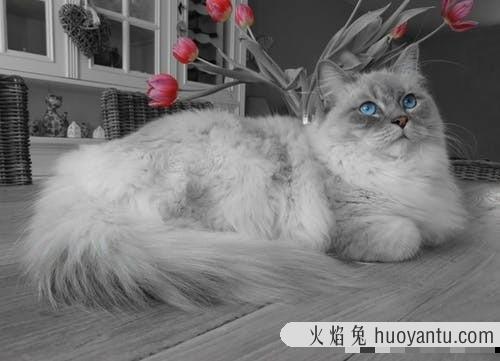 猫毛打结成块怎么处理(猫毛打结成块怎么回事)