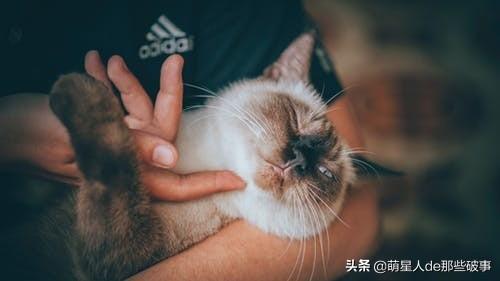 猫毛打结成块怎么处理(猫毛打结成块怎么回事)