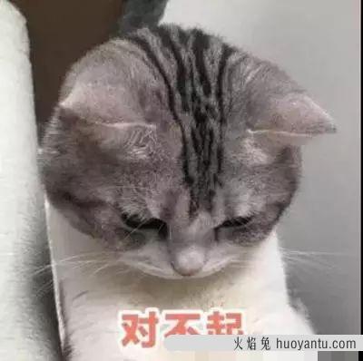 猫可以吃羊肉吗(猫能不能吃羊肉)