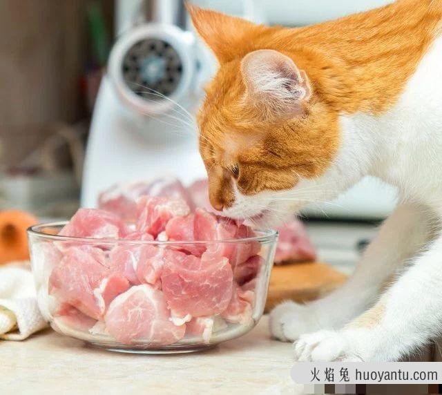 猫可以吃羊肉吗(猫能不能吃羊肉)