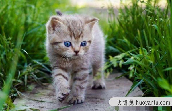 小猫多久会忘记猫妈妈(小猫会忘记妈妈吗)