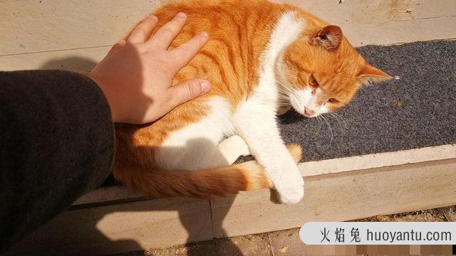 小猫多久会忘记猫妈妈(小猫会忘记妈妈吗)