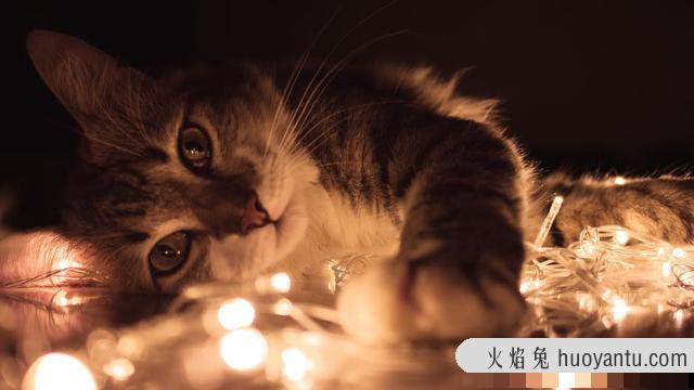 猫怕黑吗(猫怕黑吗晚上要关灯吗)