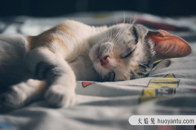 猫怕黑吗(猫怕黑吗晚上要关灯吗)